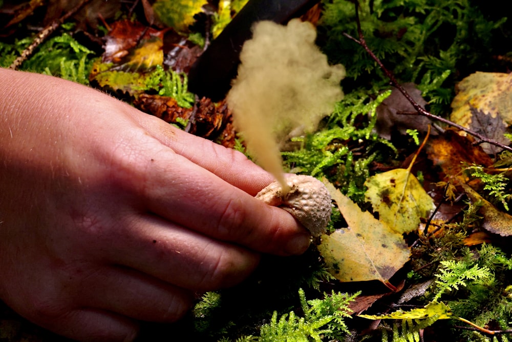 a person is holding a small object in their hand