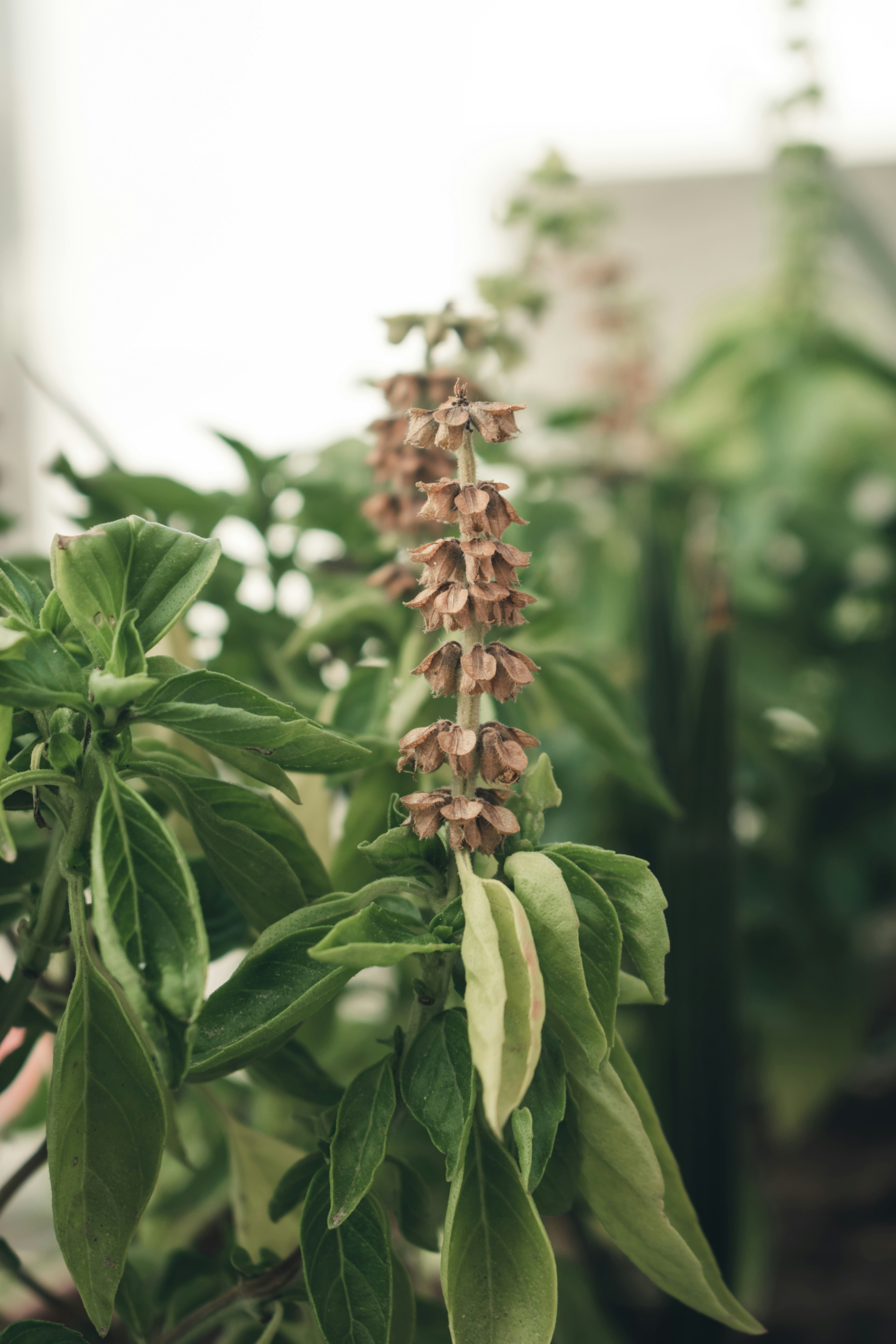 Basil flower spike in full bloom with pink-purple flowers and green leaves`