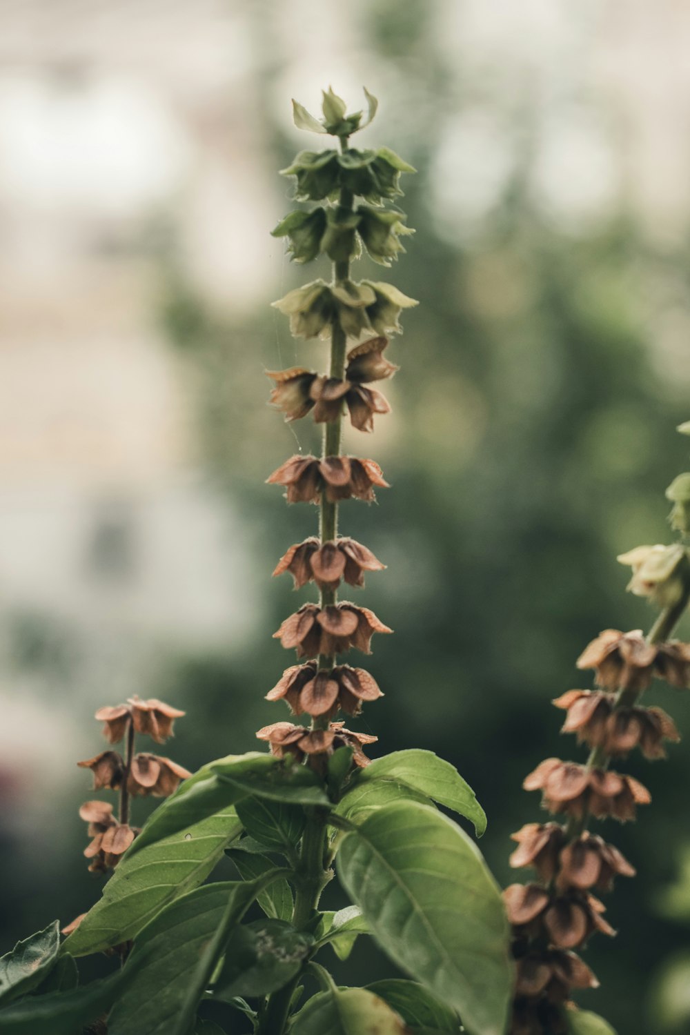 a close up of a flower on a plant