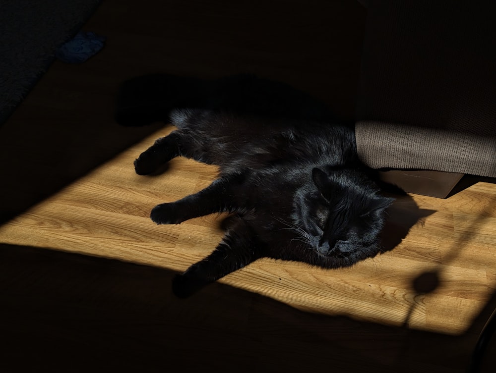 a black cat laying on top of a wooden floor