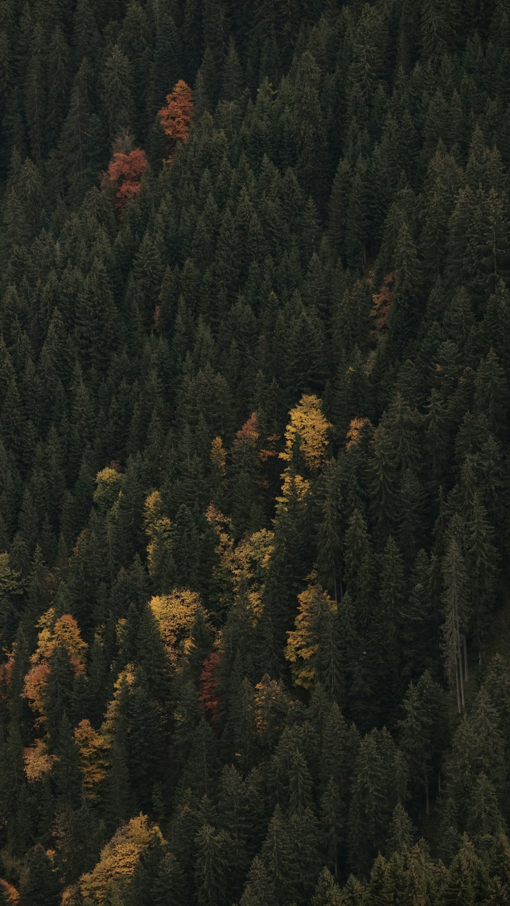 a plane flying over a forest filled with lots of trees