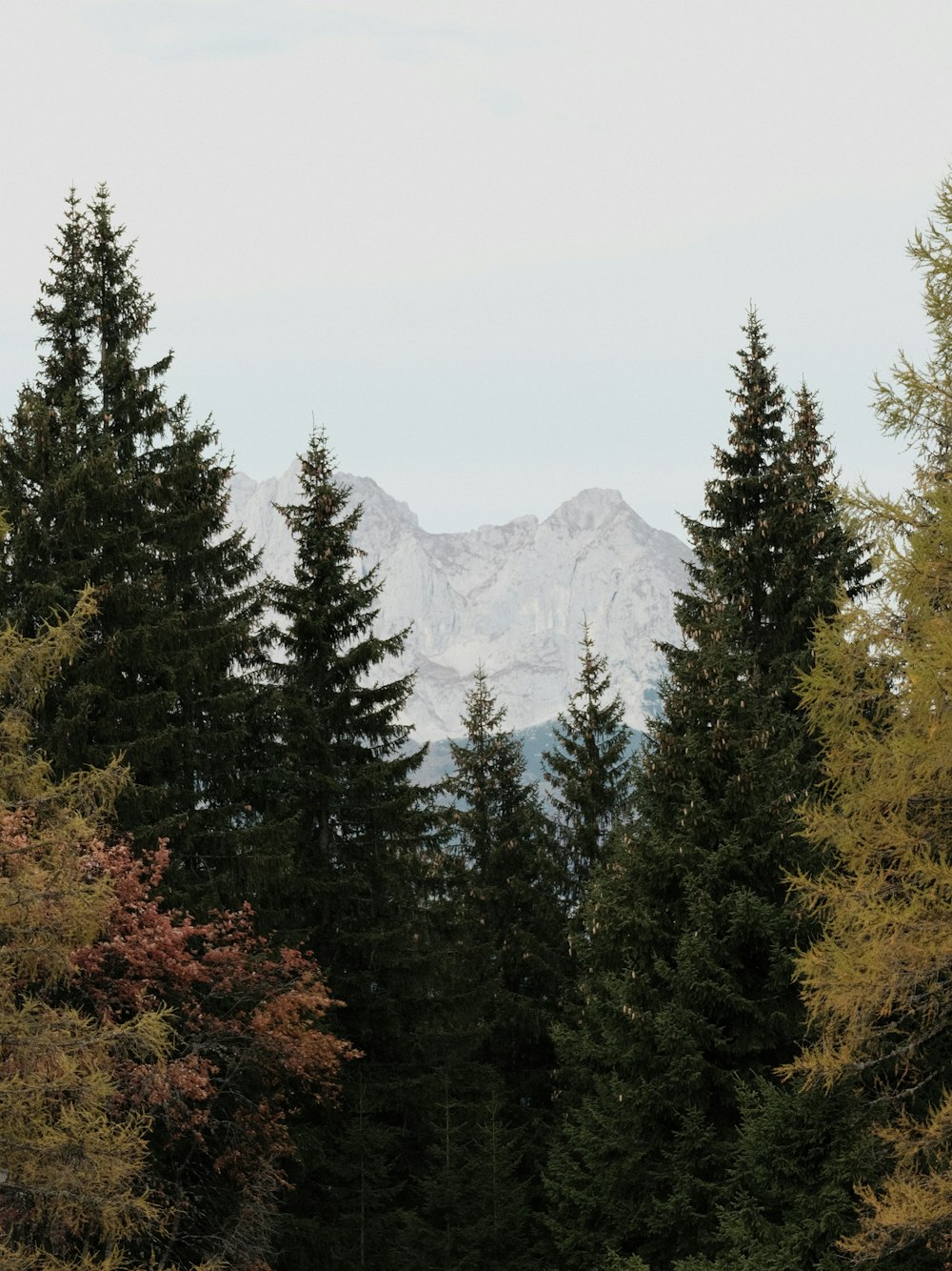 a forest filled with lots of trees and a mountain in the background