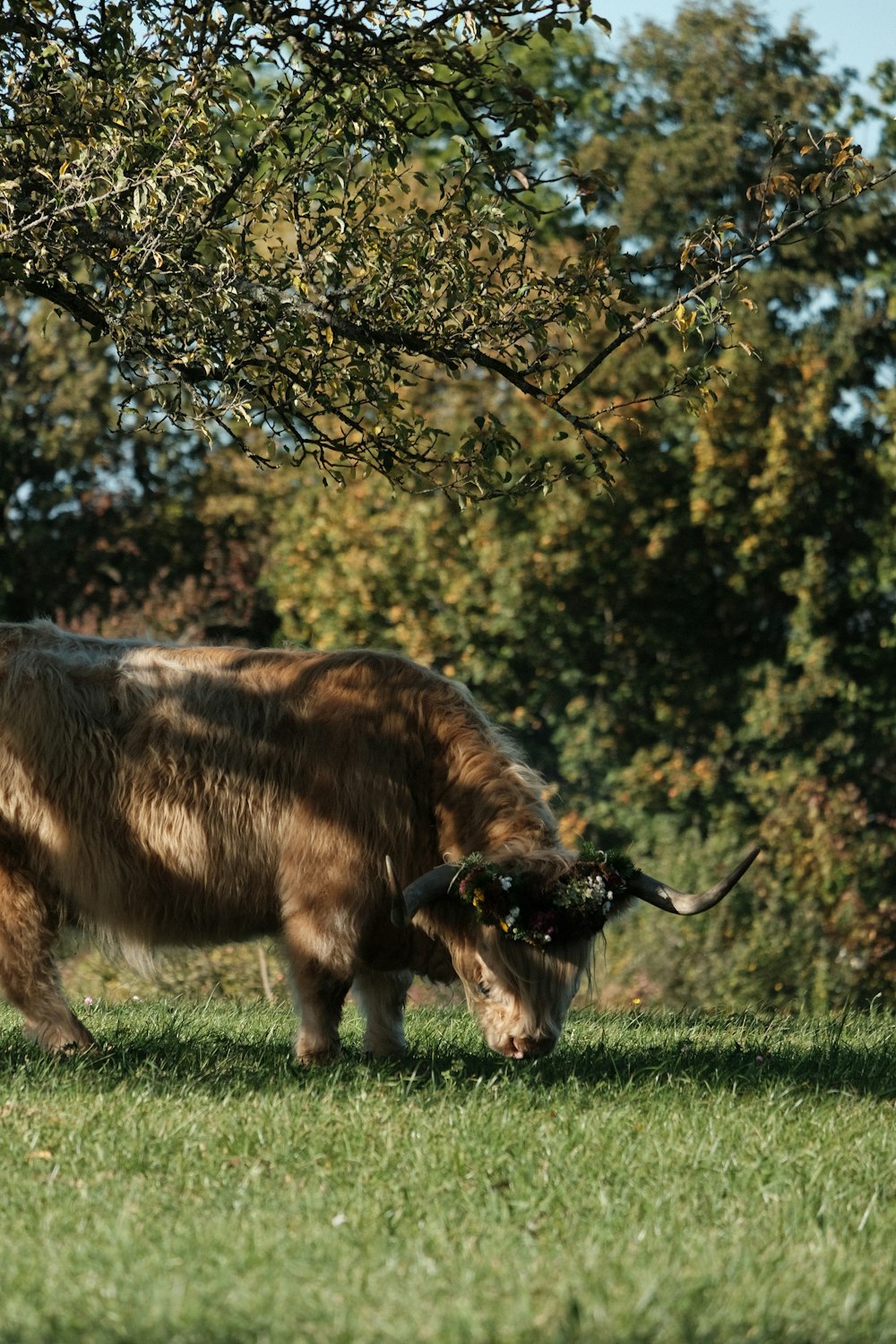 a yak grazing in a field with trees in the background