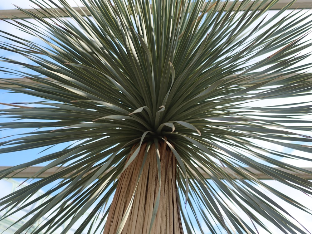 a close up of a palm tree with a blue sky in the background