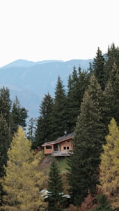 Rustic wooden cabin nestled among pine trees on a hillside.