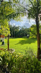A lush South Florida garden with vibrant green grass and tropical plants under a bright sky.