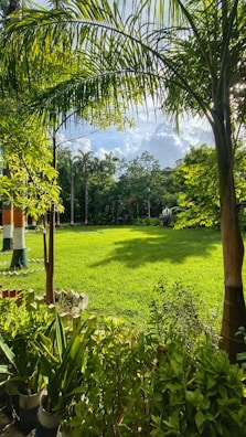 A serene tropical garden with lush palm trees and vibrant flowering plants under soft sunlight.