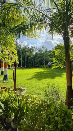 A lush South Florida garden with vibrant green grass and tropical plants under a bright sky.