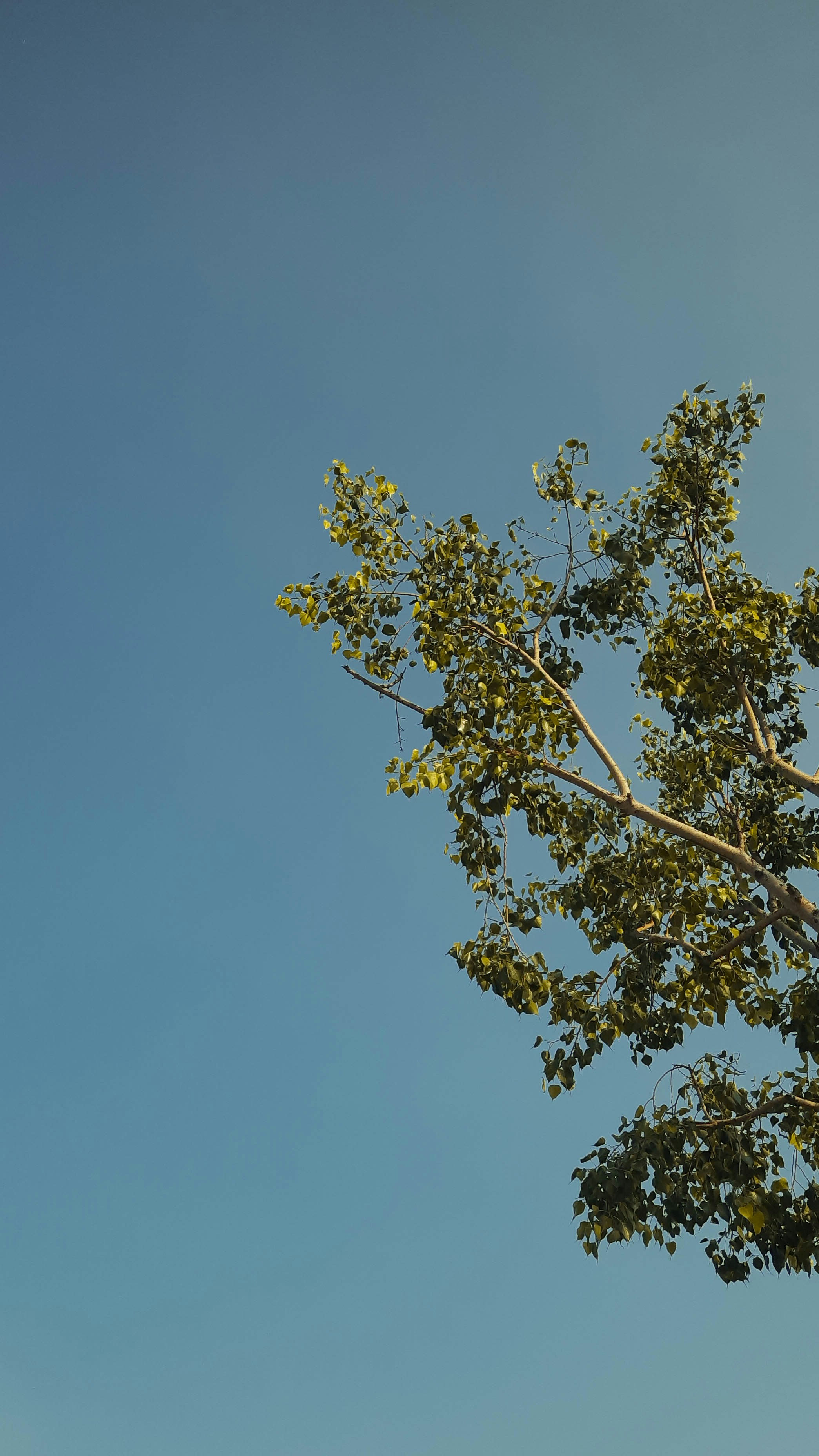 Photo by akashchetri