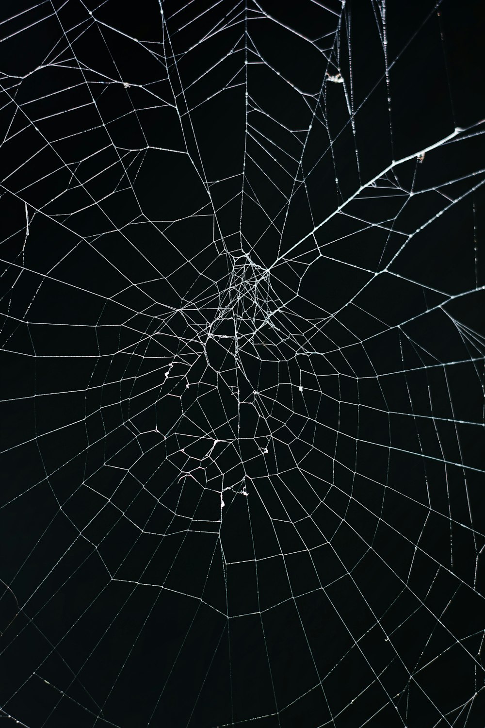 a close up of a spider web on a black background