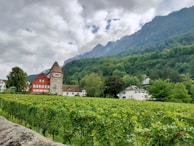 A scenic landscape features a vineyard in the foreground, with lush green grapevines extending across the image. A unique red house with a stone tower stands among other buildings nestled at the edge of a forested hillside. A range of mountains with misty peaks creates a dramatic backdrop, under an overcast sky.