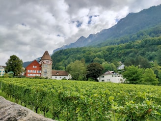 A scenic landscape features a vineyard in the foreground, with lush green grapevines extending across the image. A unique red house with a stone tower stands among other buildings nestled at the edge of a forested hillside. A range of mountains with misty peaks creates a dramatic backdrop, under an overcast sky.
