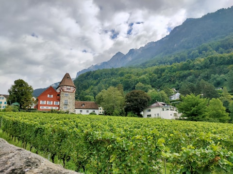 A scenic landscape features a vineyard in the foreground, with lush green grapevines extending across the image. A unique red house with a stone tower stands among other buildings nestled at the edge of a forested hillside. A range of mountains with misty peaks creates a dramatic backdrop, under an overcast sky.