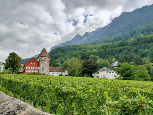 A scenic landscape features a vineyard in the foreground, with lush green grapevines extending across the image. A unique red house with a stone tower stands among other buildings nestled at the edge of a forested hillside. A range of mountains with misty peaks creates a dramatic backdrop, under an overcast sky.