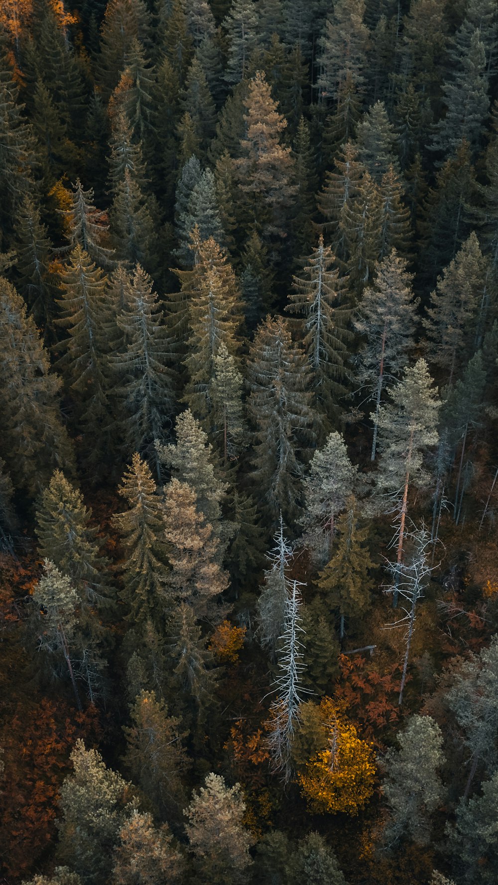 an aerial view of a forest with lots of trees