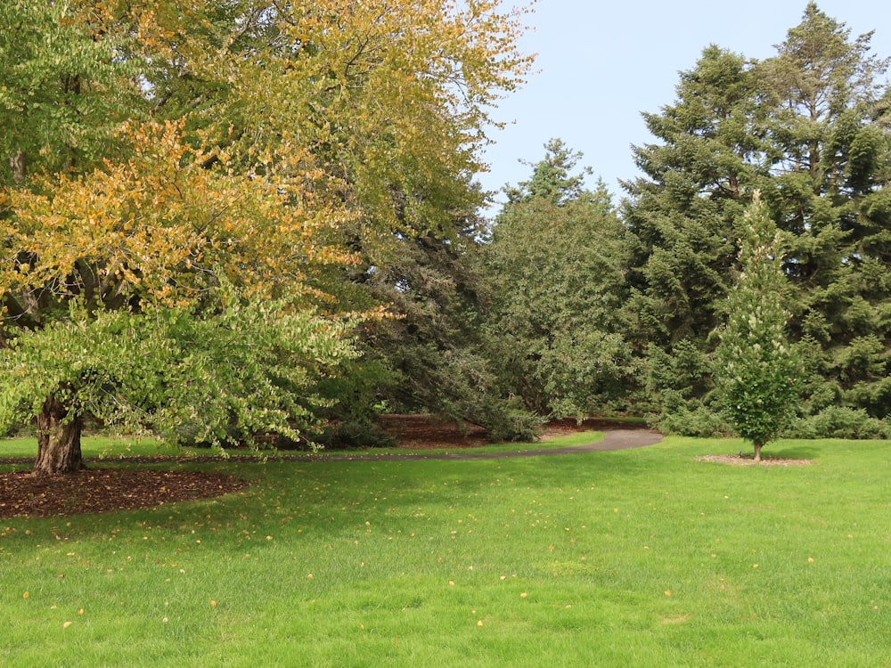 a grassy area with trees and a dirt path