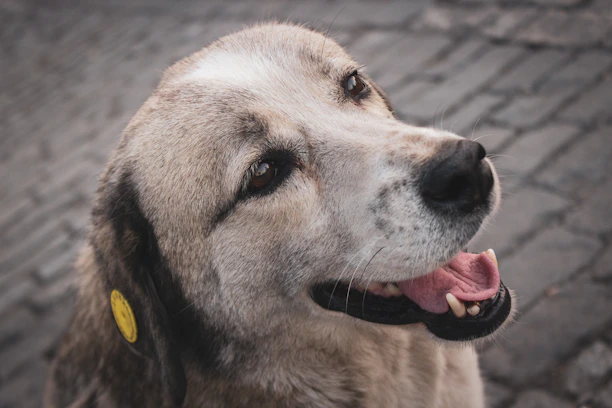 A happy dog with a visible QR code tag on its collar in a sunny park.