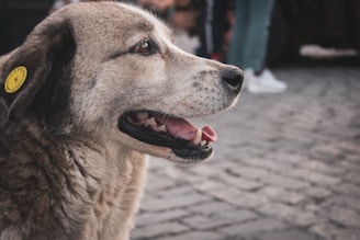 A close-up of a dog with light brown fur, panting with its tongue out. The dog has a yellow tag in its ear with a smiley face and some text. The background consists of a cobblestone surface and blurred human figures suggesting an outdoor setting.