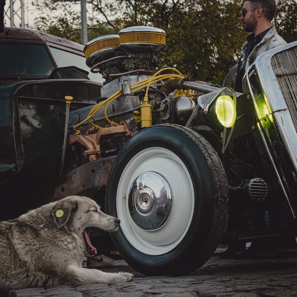 a dog laying on the ground next to an old car