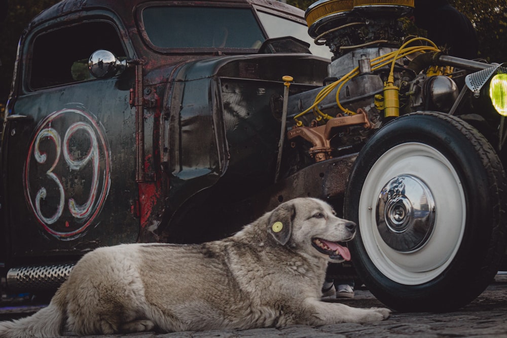 a dog laying on the ground next to an old truck