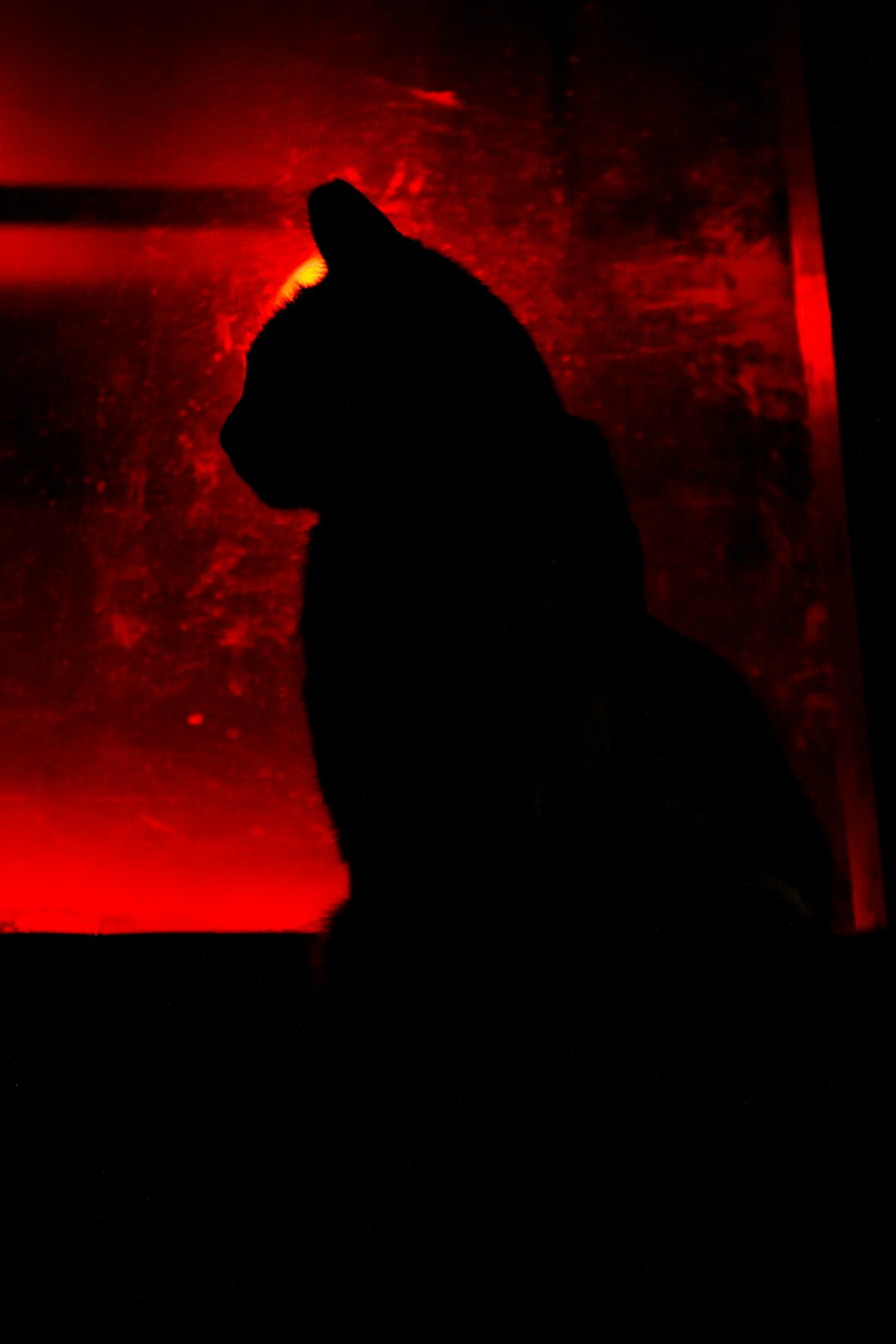 a black cat sitting in front of a red light