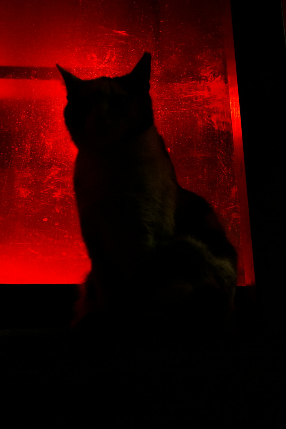 a cat sitting in front of a red light