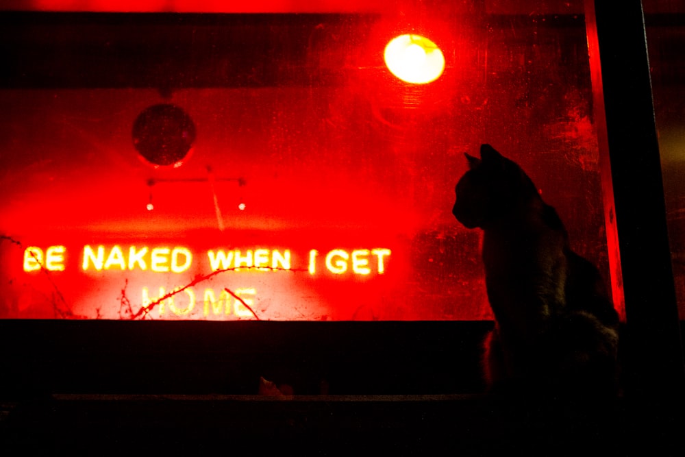 a cat sitting in front of a red light