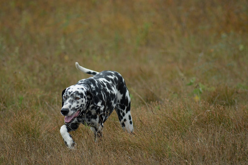 a spotted dog running through a field of tall grass
