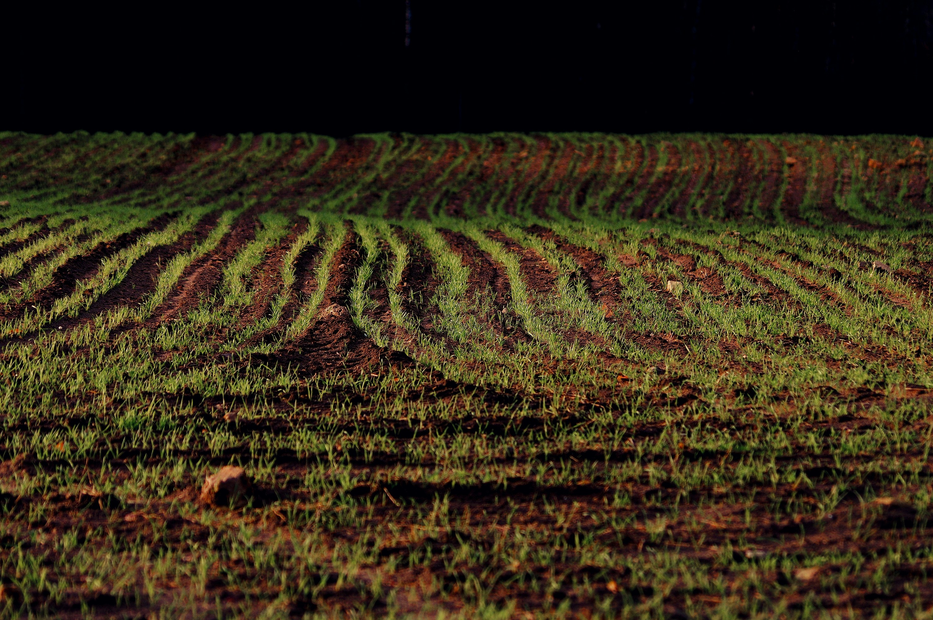 a field that has some grass growing on it