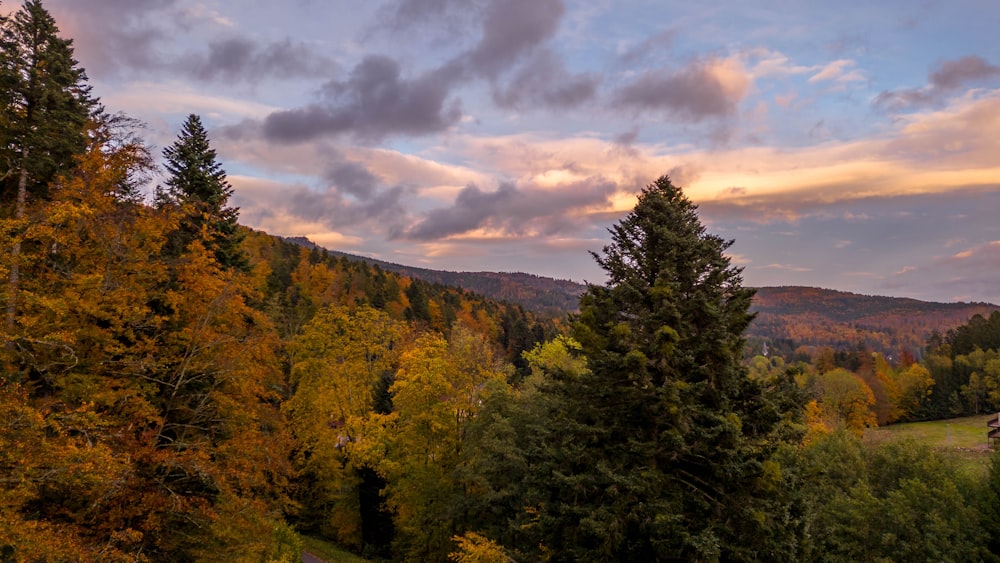 a scenic view of a forest at sunset