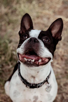 a small black and white dog sitting in the grass