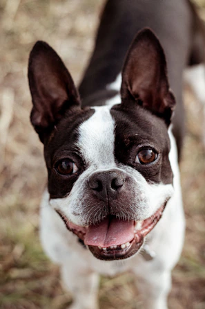 a small black and white dog standing on top of a grass covered field