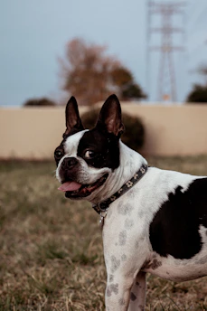a black and white dog standing on top of a grass covered field