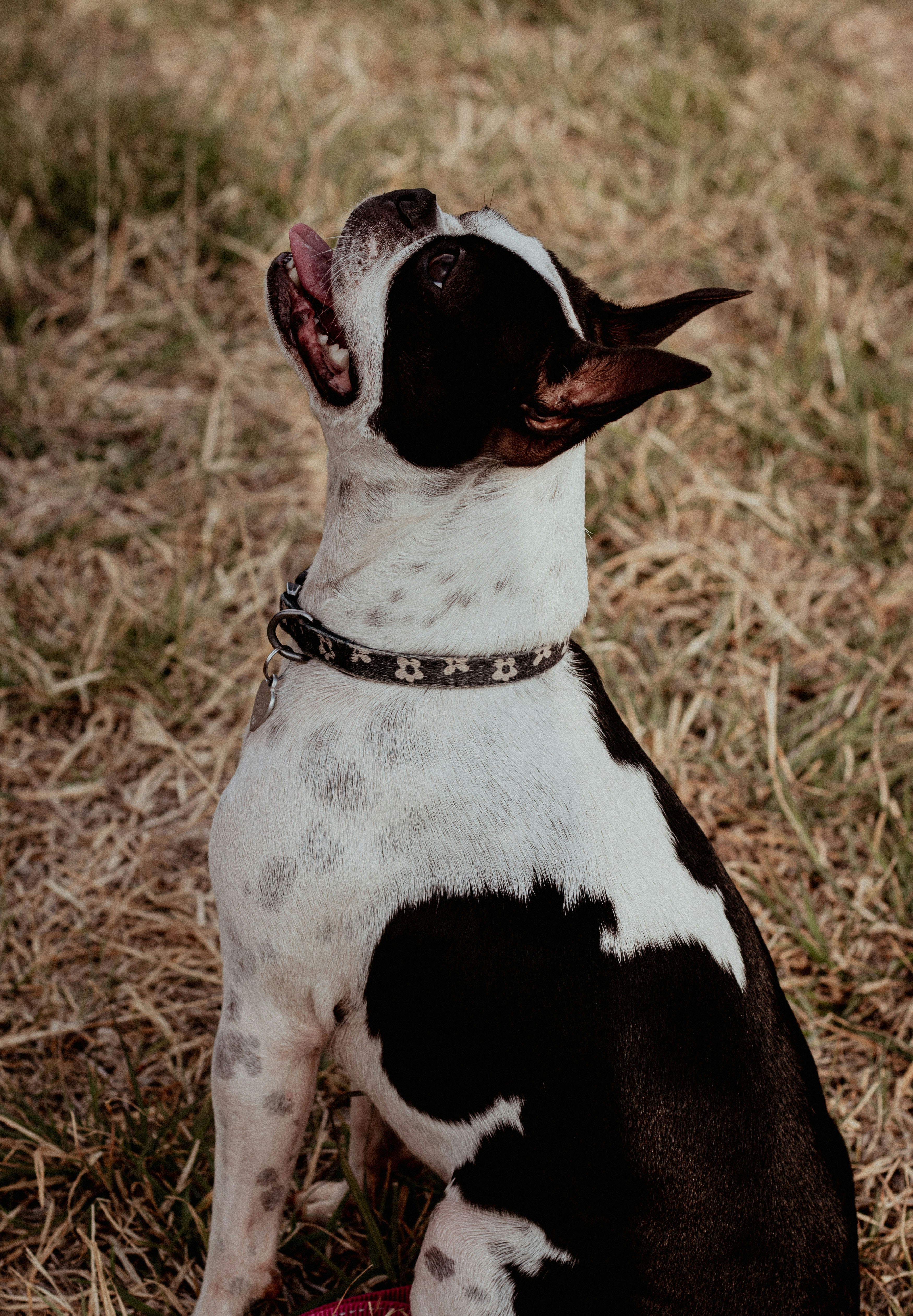 A black and white dog sitting on top of a grass covered field photo ...