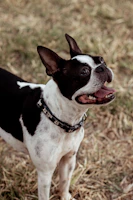 a small black and white dog standing on top of a grass covered field