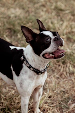 a small black and white dog standing on top of a grass covered field
