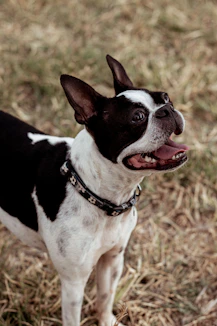 a small black and white dog standing on top of a grass covered field