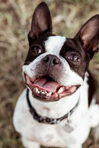 a small black and white dog sitting on top of a grass covered field