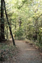 A peaceful nature trail winding through trees, inviting calm and reflection.
