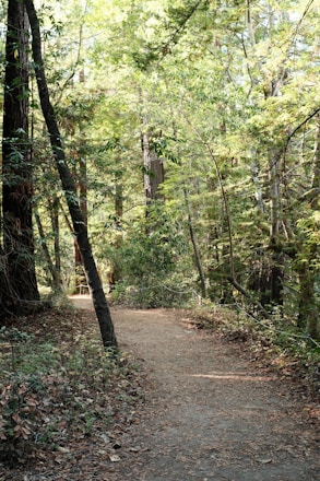 A serene trail winding through a sunlit forest, inviting a peaceful run.