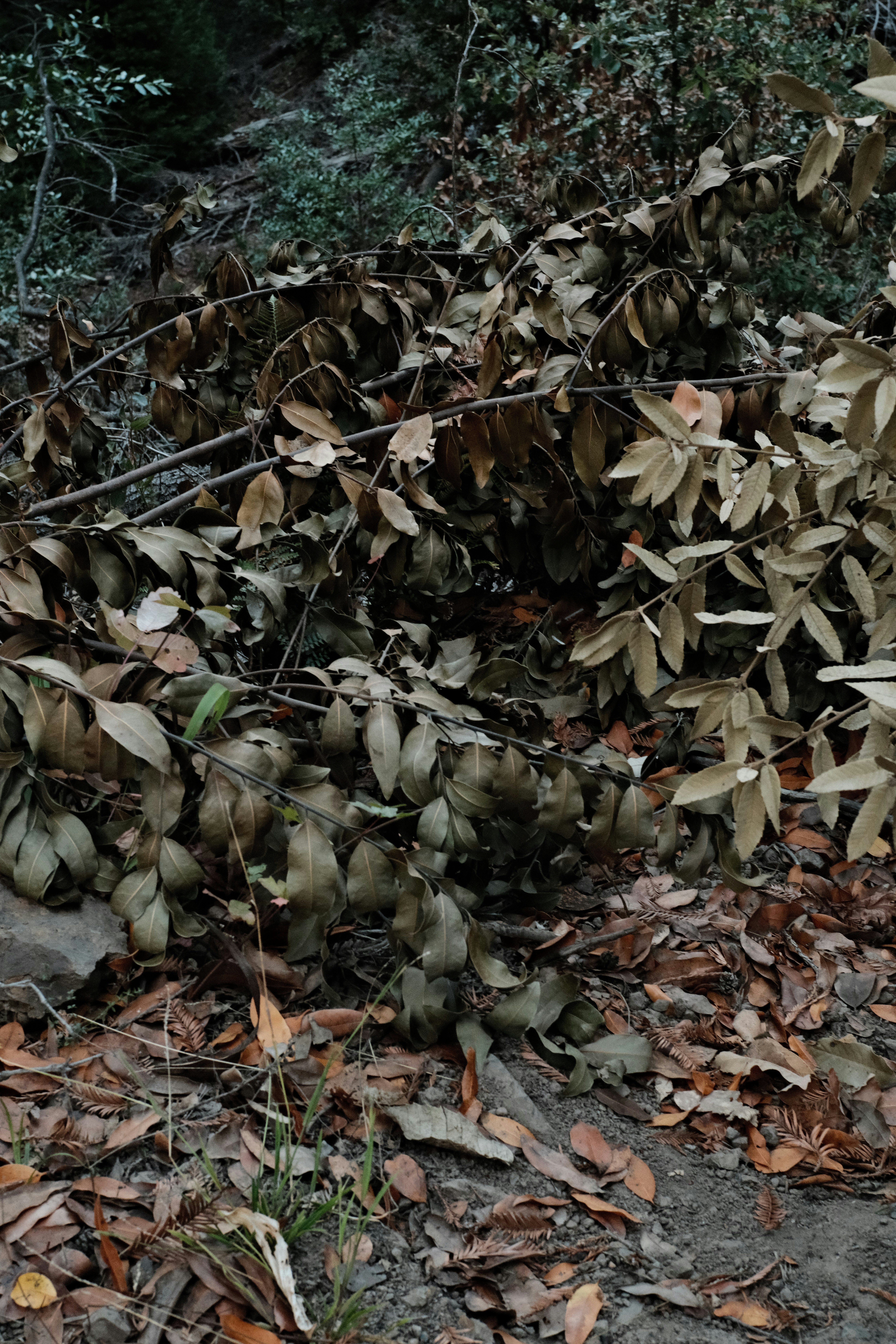 photo-1699031152053-39a50b8cdf62?ixid=M3wxMjA3fDB8MXxzZWFyY2h8MTl8fGZyZXNoJTIwc3ByaW5nJTIwdHJ1ZmZsZXxlbnwwfHx8fDE3NjIyNDcxNzZ8MA\u0026ixlib=rb-4.1.0