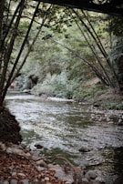 A gentle stream flowing through a lush green forest.