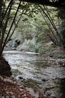 A gentle stream flowing through a quiet forest near the center