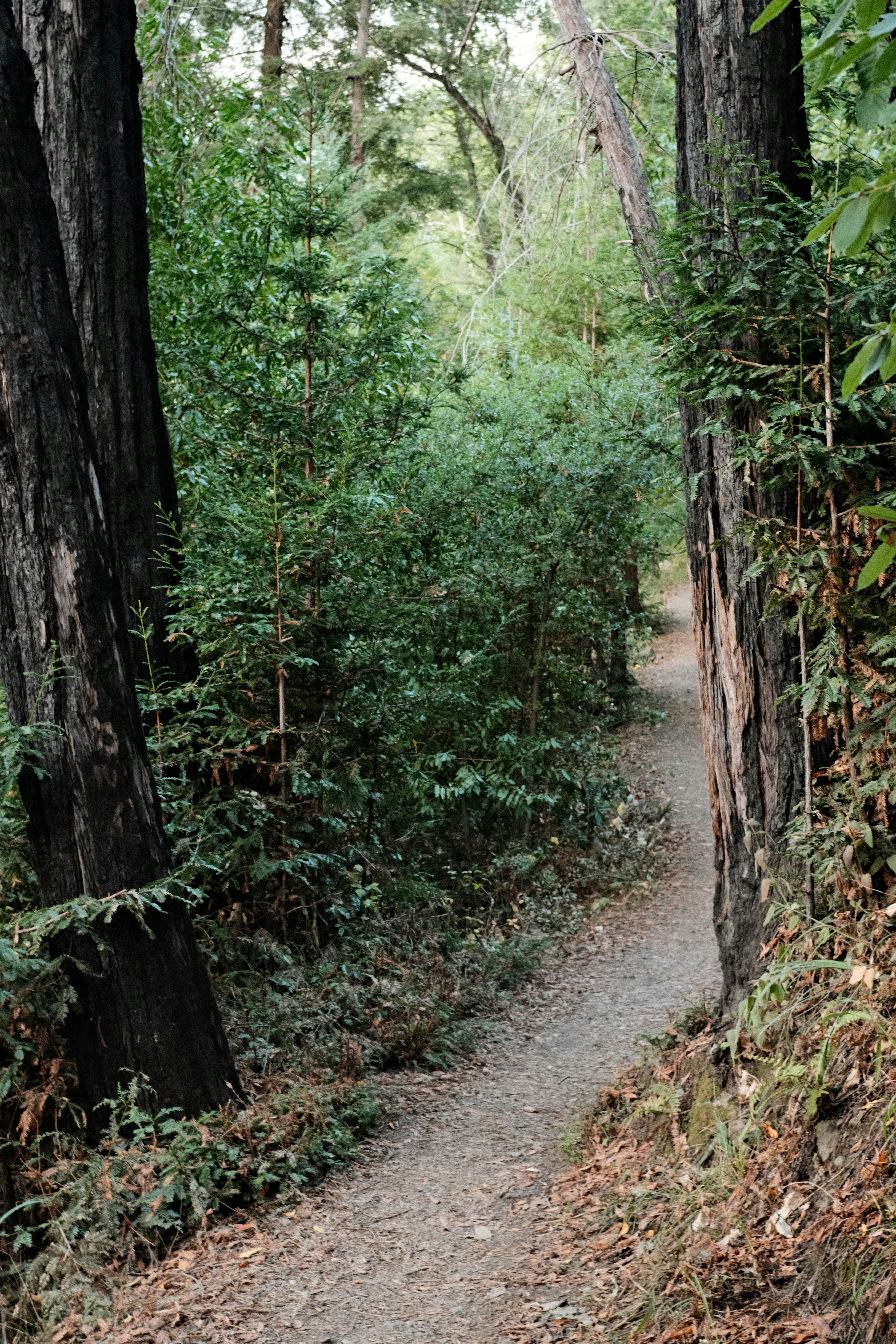 A path through a forest with many trees