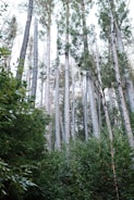 Tall, slender trees with textured bark rise towards the sky, surrounded by thick, lush green underbrush. The scene captures a serene and dense forest environment.