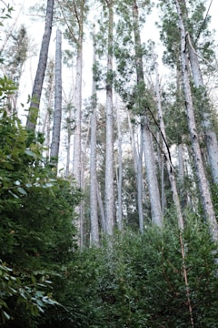 Tall, slender trees with textured bark rise towards the sky, surrounded by thick, lush green underbrush. The scene captures a serene and dense forest environment.