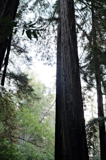 Tall trees with textured bark rise towards the sky, surrounded by dense green foliage. Light filters through the leaves, creating a serene and natural woodland scene.