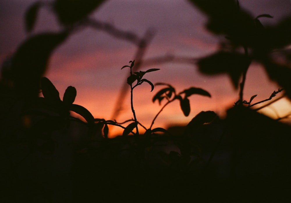 the silhouette of a plant against a sunset