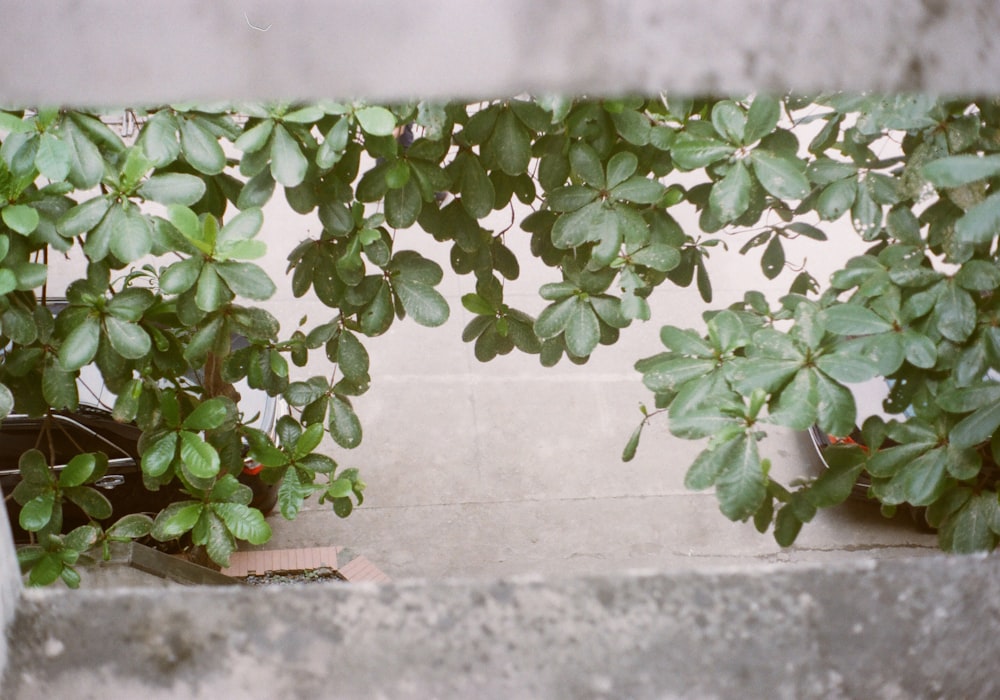 a group of plants that are sitting on a ledge
