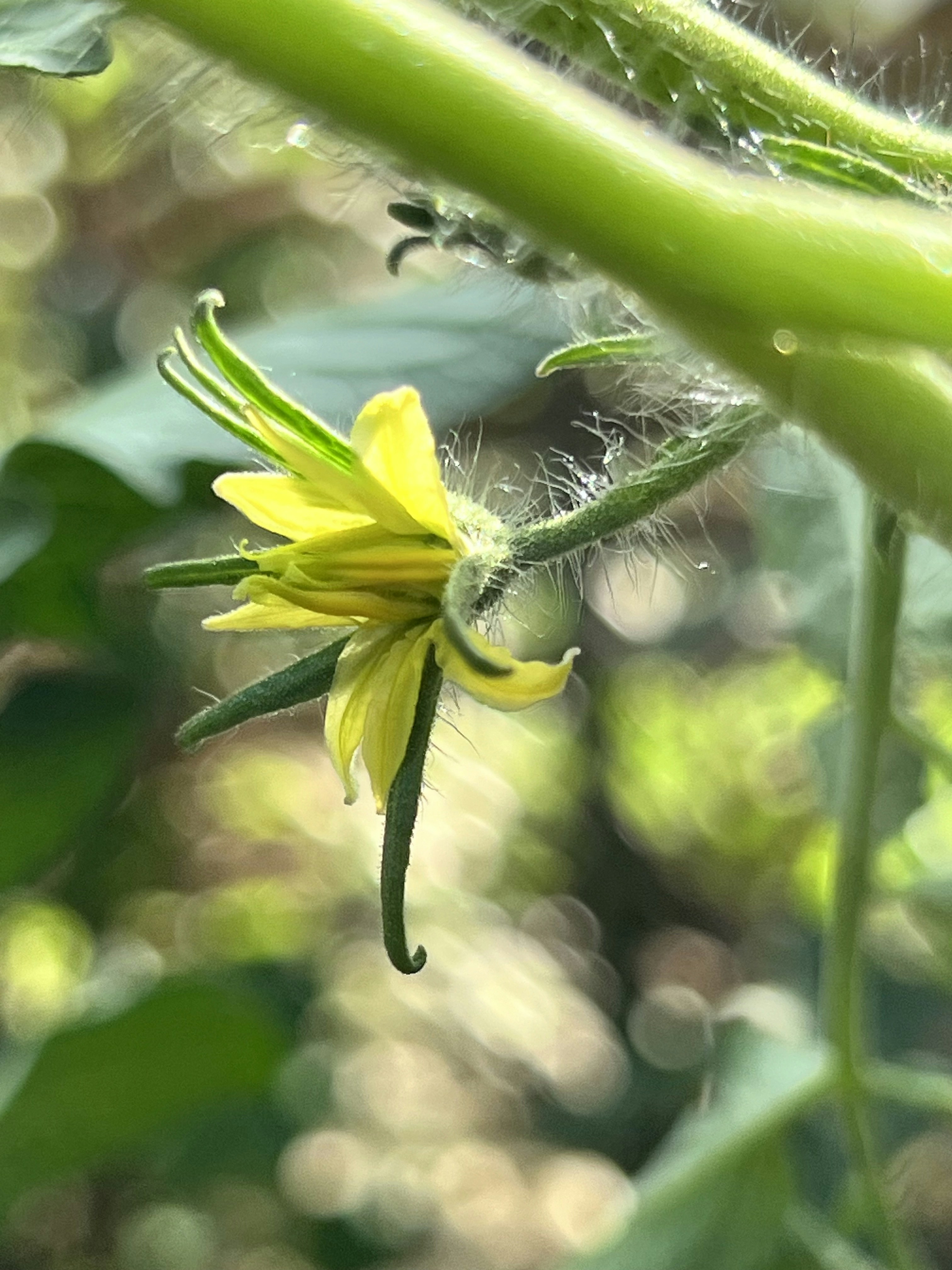 a close up of a yellow flower on a plant